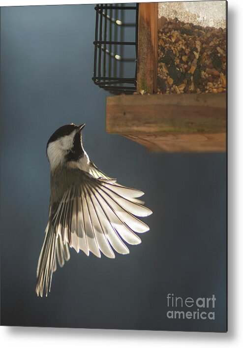 Chickadee Metal Print featuring the photograph Angelic Wings by Jane Axman