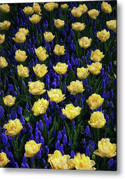#instagram #edwardgalagan #edward_galagan #galagan #edgalagan #ed_galagan #eduardgalagan #eduard_galagan #nederland #netherlands #dutch #holland #veldhoven #eindhoven #artgallery #bloemenpark #artphotography #artphoto #professionalphotography #bestsphotographer #bestphotography #flower #keukenhof #spring #closeup #closeupphotography #garden #park #flower_park #macro_photography Metal Print featuring the photograph Antagonistic Yellow and Blue by Edward Galagan