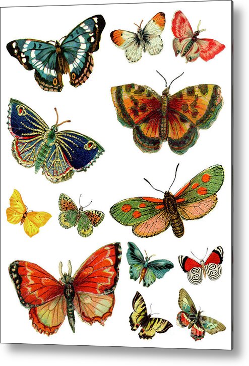 Antique Metal Print featuring the painting Antique French Butterflies, nature illustration by Tina Lavoie