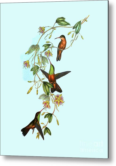 Hummingbird Metal Print featuring the digital art Antique Hummingbirds Illustration by Madame Memento