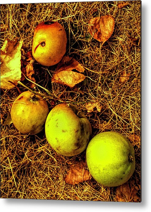 Apples Metal Print featuring the photograph Apples by Kathryn Alexander MA