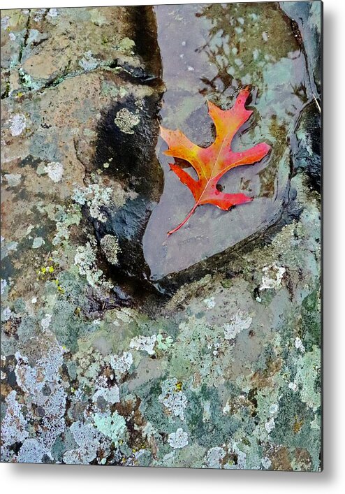 Autumn Metal Print featuring the photograph Autumn Colors by Sarah Lilja