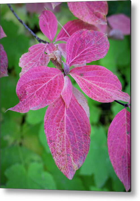 Autumn Leaves Metal Print featuring the photograph Autumn Dogwood Leaves by Brett Harvey