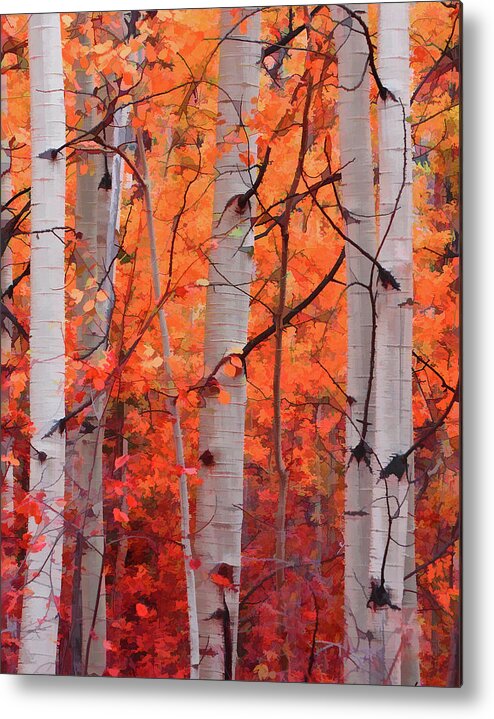 Aspens Metal Print featuring the photograph Autumn Splendor by Don Schwartz