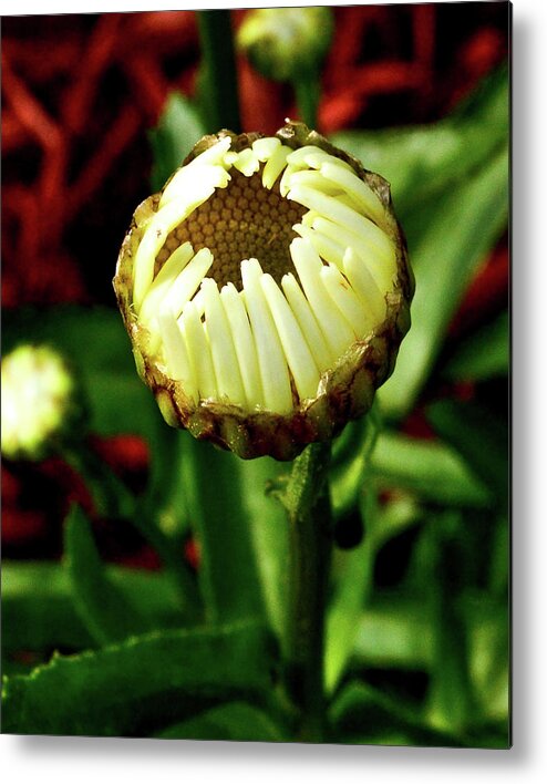 Daisy Metal Print featuring the photograph Baby Daisy by Susie Loechler