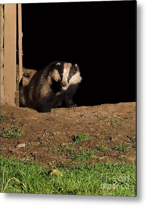 European Badger Metal Print featuring the photograph Badger by Louise Heusinkveld