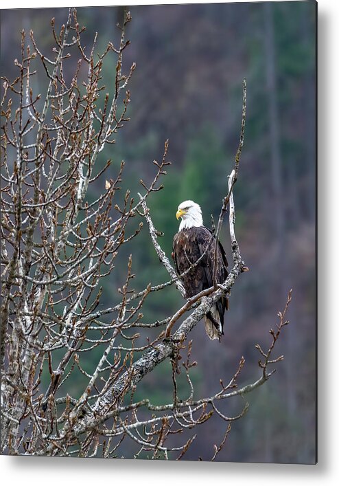 Bald Eagle Profile Metal Print featuring the photograph Bald Eagle Profile by Jemmy Archer