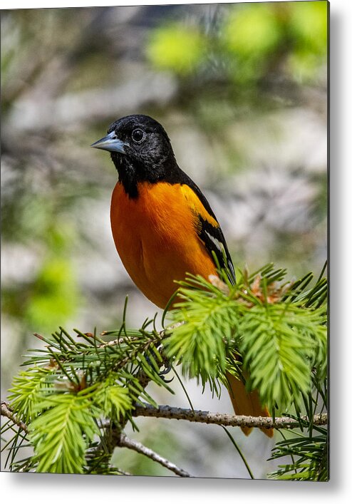 Bird Metal Print featuring the photograph Baltimore Oriole by Cathy Kovarik