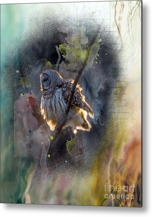 Barred Owl Metal Print featuring the photograph Barred Owl in a Floof after Preening, Backlit Rimmed in a Golden Sunset by Sandra Rust