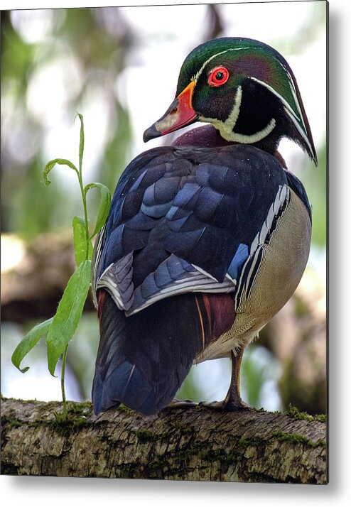 Rainbow Duck Metal Print featuring the photograph Beautiful Wood Duck by Jerry Cahill