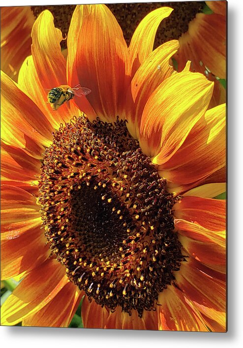 Bee Metal Print featuring the photograph Bee and sunflower by Daniel Adams