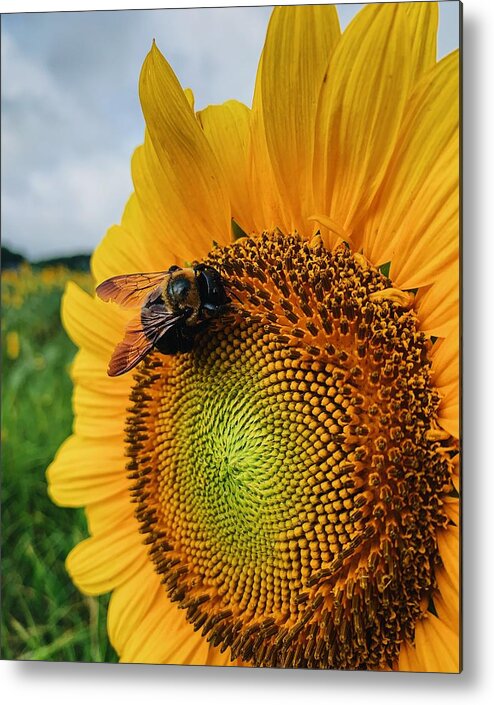Bee Metal Print featuring the photograph Bee on Sunflower by Rick Nelson