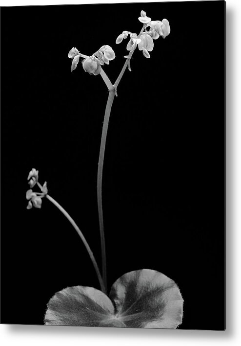 Begonia Metal Print featuring the photograph Begonia No. 4 by Stephen Russell Shilling