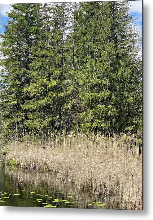 Berkshires Metal Print featuring the photograph Berkshires Pond Grass by Shany Porras Art