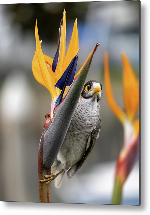 Floral Metal Print featuring the photograph Bird of Paradise and a Noisy Miner by Rick Nelson