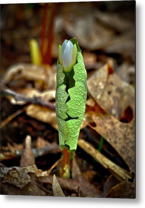 Bloodroot Metal Print featuring the photograph Bloodroot Unfolding by Sarah Lilja