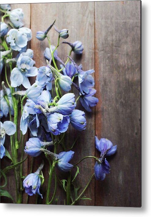 Flowers Metal Print featuring the photograph Blue Delphiniums by Lupen Grainne