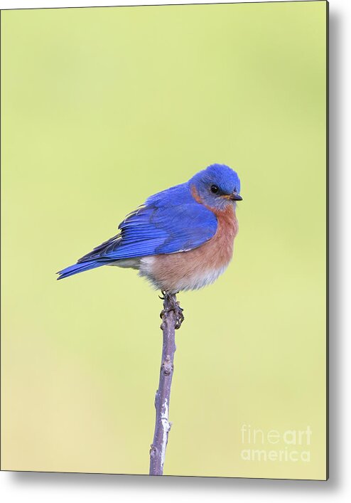 Animal Metal Print featuring the photograph Perched Bluebird 2 by Chris Scroggins