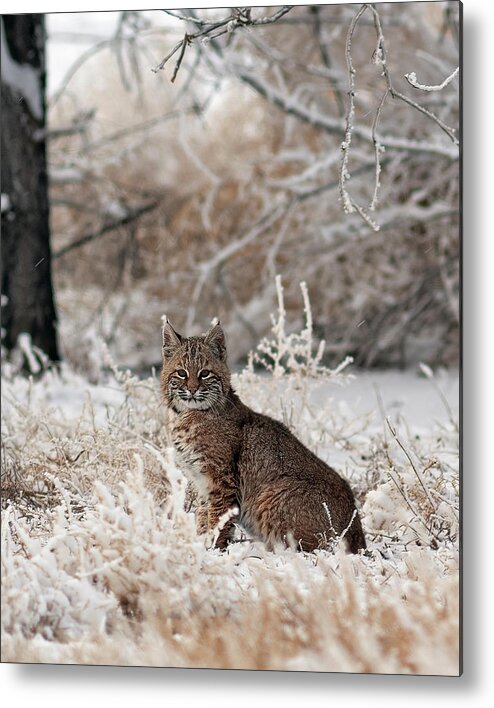 Bobcat Metal Print featuring the photograph Bobcat and Heavy Frost by Gary Langley