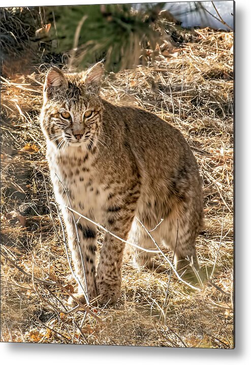 Bobcat Metal Print featuring the photograph Bobcat in Winter Grasses by Dawn Key