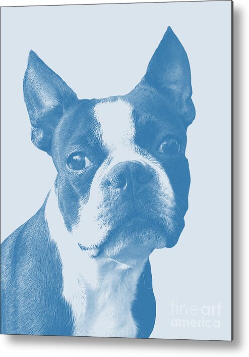 Boston Terrier Metal Print featuring the digital art Boston Terrier In Blue by Madame Memento