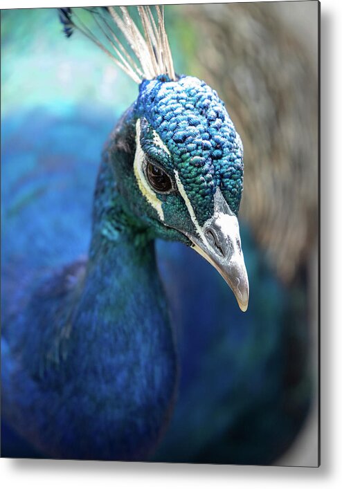 Bronx Zoo Metal Print featuring the photograph Bronx Peacock by Kevin Suttlehan