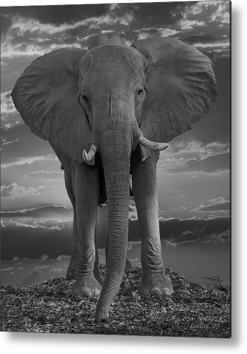 Elephant Metal Print featuring the photograph Bull Elephant by Larry Linton