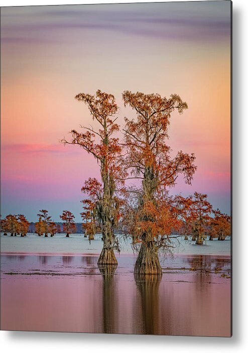 Caddo Lake Metal Print featuring the photograph Caddo Giants by David Downs