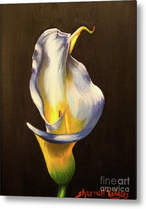 Oil Painting Metal Print featuring the painting Calla Lily Glow by Sherrell Rodgers