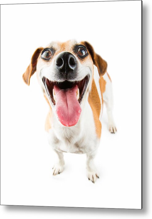 Pets Metal Print featuring the photograph Cheerful Smiling Dog by Fly_dragonfly