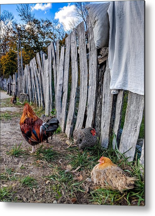 Chickens Metal Print featuring the photograph Chickens of Plymouth by Christopher Brown