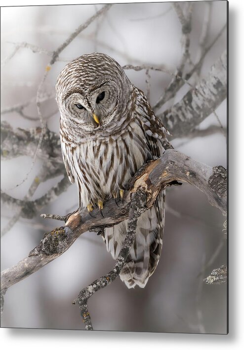 Barred Owl Metal Print featuring the photograph Cold Stare by James Overesch