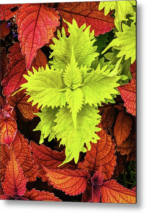 Deep Cut Gardens Metal Print featuring the photograph Colorful Coleus by Gary Slawsky