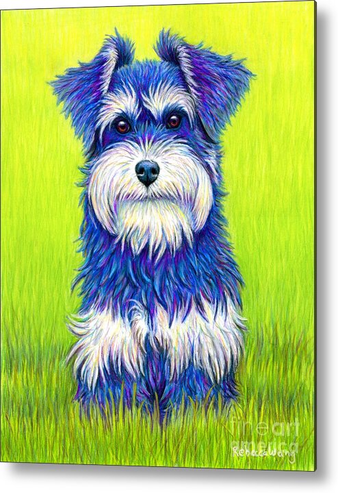 Miniature Schnauzer Metal Print featuring the drawing Colorful Miniature Schnauzer Dog by Rebecca Wang