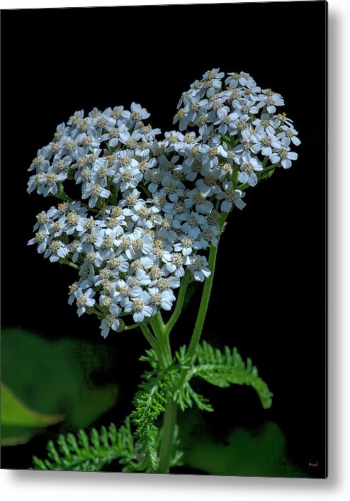 Common Yarrow Metal Print featuring the photograph Common Yarrow DFL1350 by Gerry Gantt