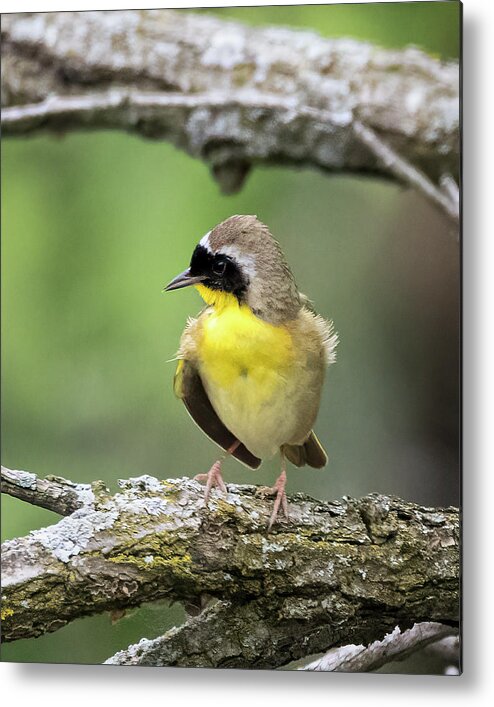 Birds Metal Print featuring the photograph Common Yellowthroat by Ray Silva