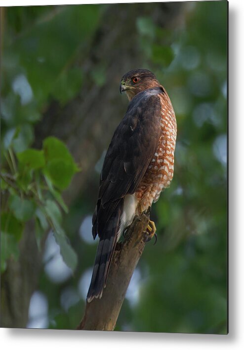 Hawk Metal Print featuring the photograph Coopers Hawk by Timothy McIntyre