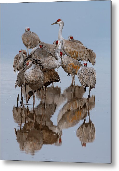 Sandhill Cranes Metal Print featuring the photograph Crane Stack by Mary Hone