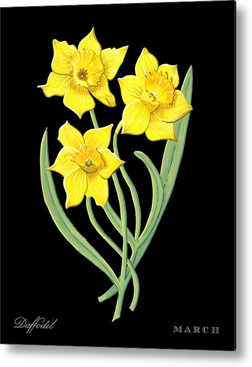 Daffodil Metal Print featuring the painting Daffodil March Birth Month Flower Botanical Print on Black - Art by Jen Montgomery by Jen Montgomery