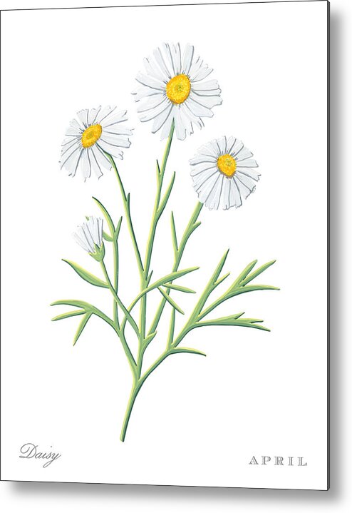 Daisy Metal Print featuring the painting Daisy April Birth Month Flower Botanical Print on White - Art by Jen Montgomery by Jen Montgomery