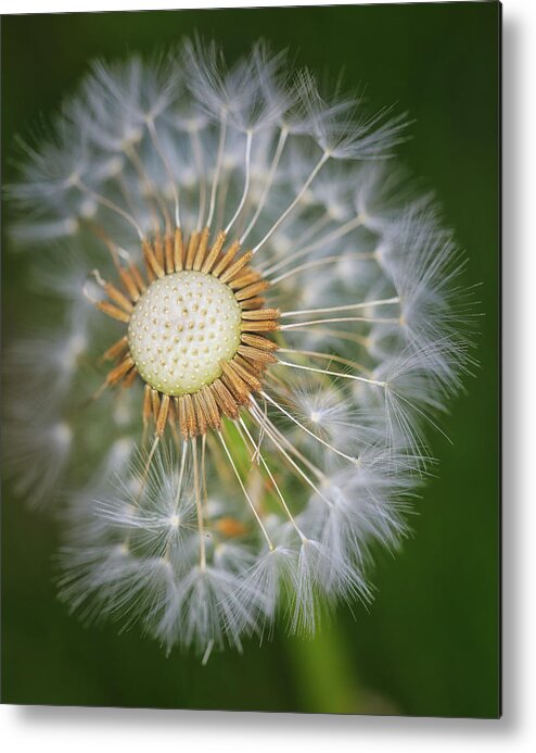 Dandelion Metal Print featuring the photograph Dandelion In Macro by Scott Burd