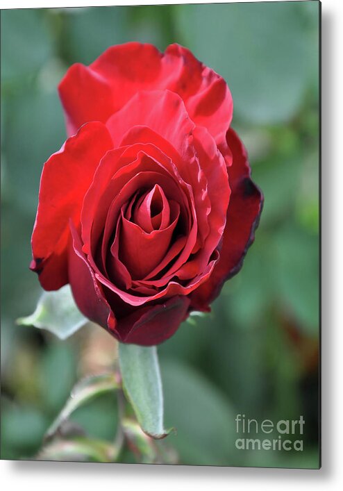 Red-rose Metal Print featuring the digital art Deep Red Rose Bloom by Kirt Tisdale