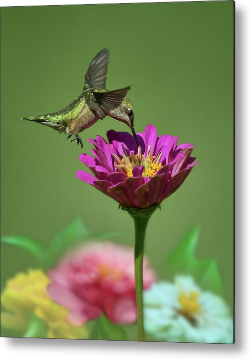 Hummingbirds Metal Print featuring the photograph Dip and Sip - Ruby-throated Hummingbird by Nikolyn McDonald