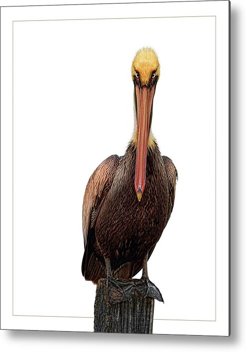 Pelican Metal Print featuring the digital art Disapproving Pelican by Brad Barton