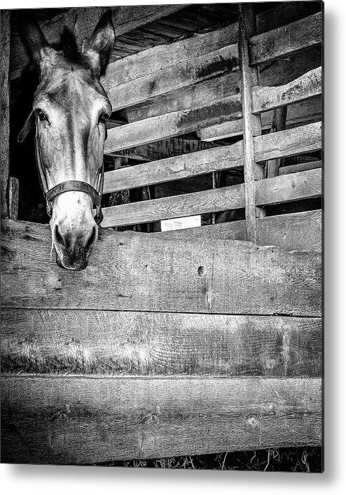 Metal Print featuring the photograph Donkey by Steve Stanger