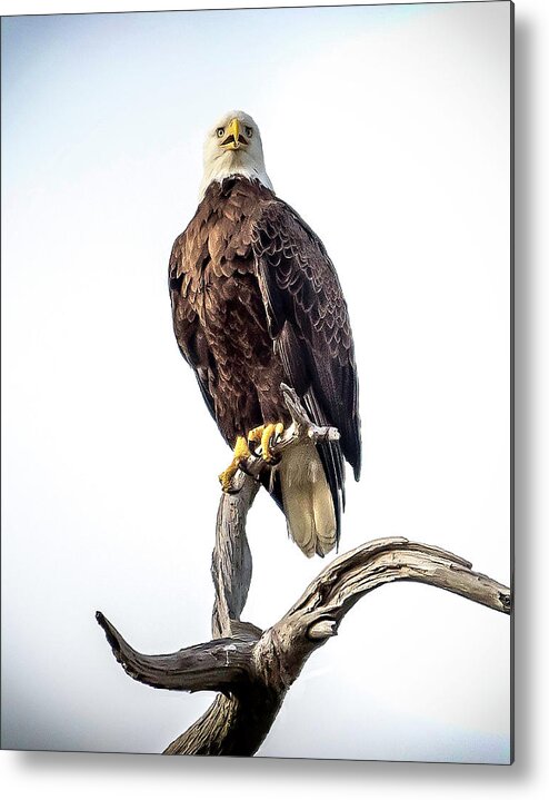 Eagle Metal Print featuring the photograph Eagle One by Pete Rems