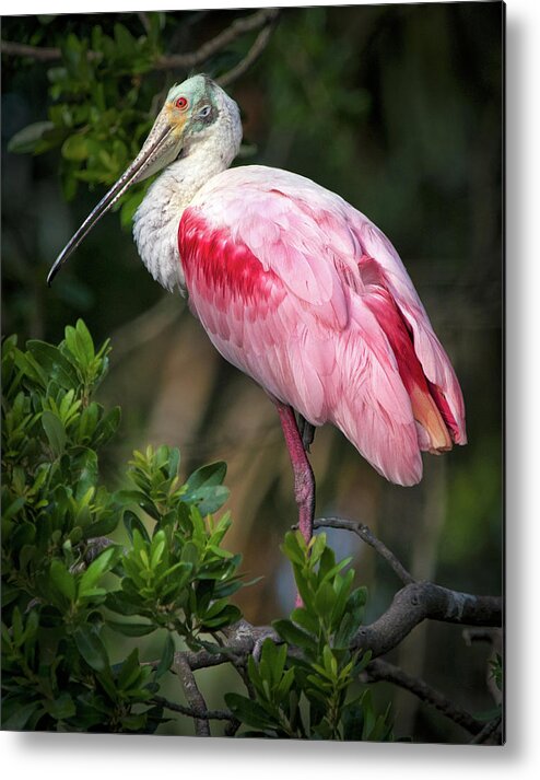Spoonbill Metal Print featuring the photograph Early evening Spoonie by Stacey Sather