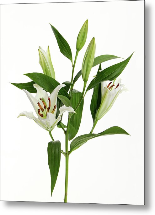 Easter Lilies Metal Print featuring the photograph Easter Lilies by Sandi OReilly