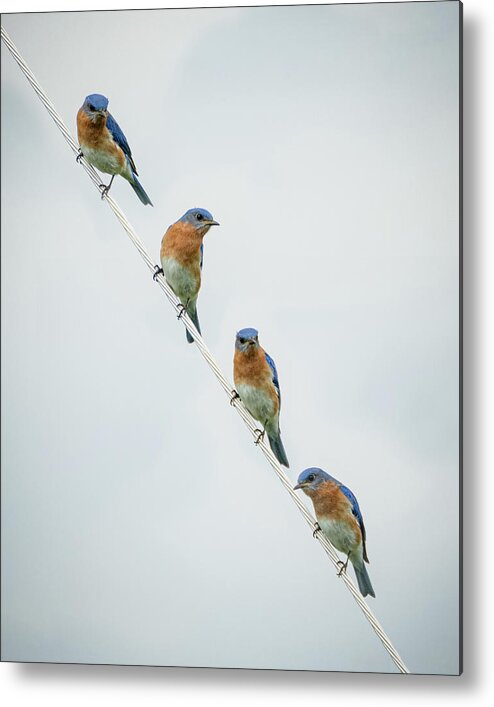 Bird Metal Print featuring the photograph Eastern Bluebirds by Holden The Moment