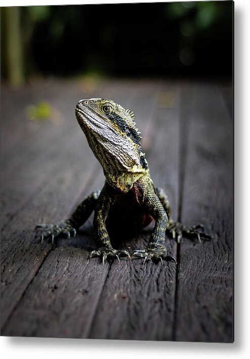 Water Metal Print featuring the photograph Eastern Water Dragon by Rick Nelson